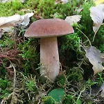 Il Rifugio Di Vale Prázdninový dům Cetica